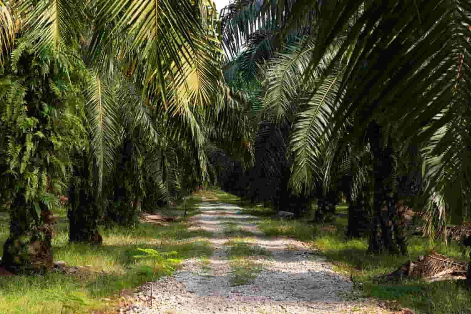 perkembangan digitalisasi perkebunan